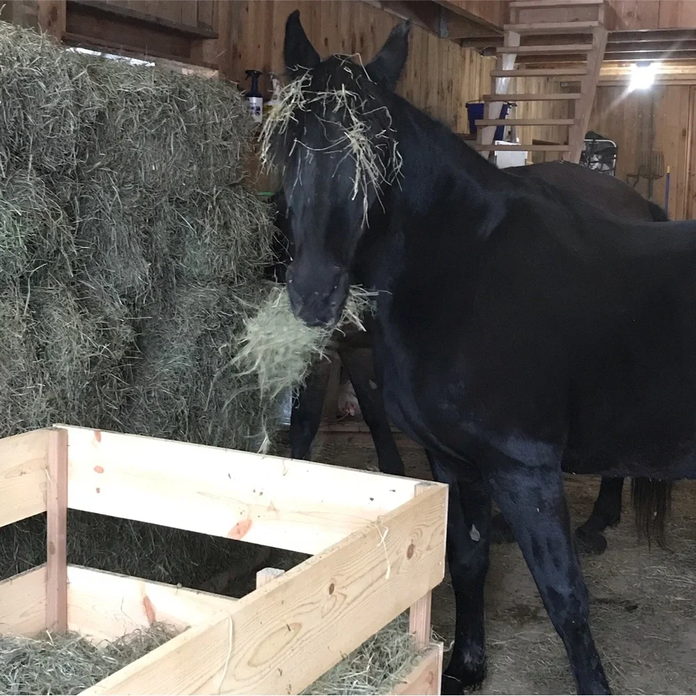 🐎Unlisted🐾 items - Picture 2 of 5